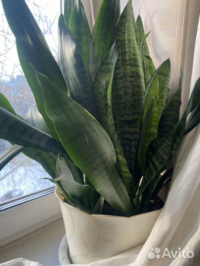 Комнатные цветы