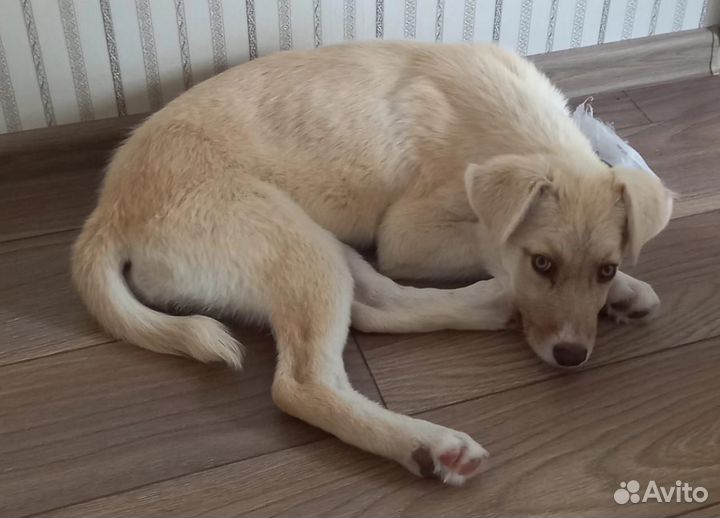 Собаки потеряшки