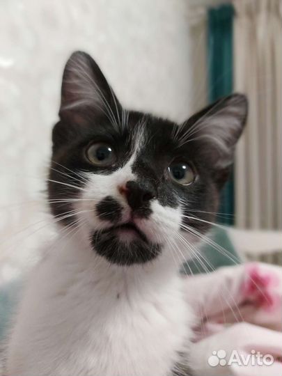 Котэ в добрые руки