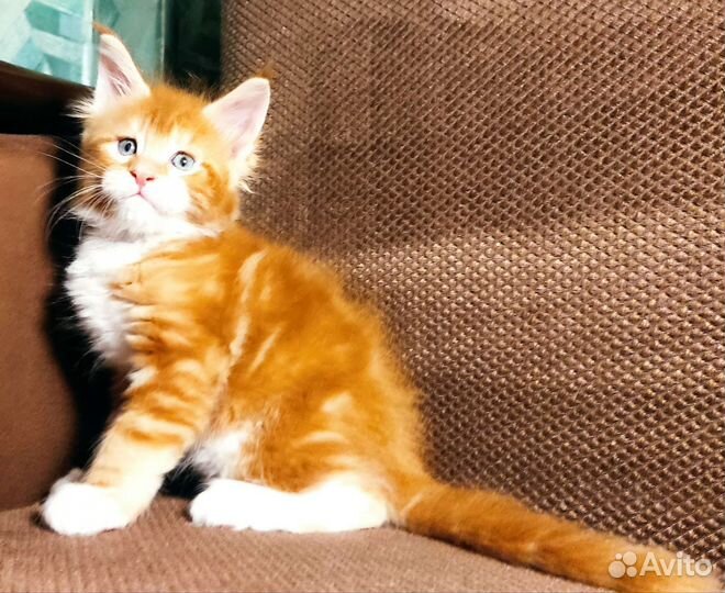 Котята мейн-кун