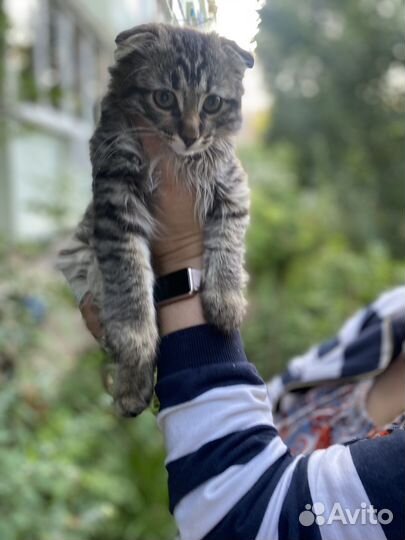 Британская кошка