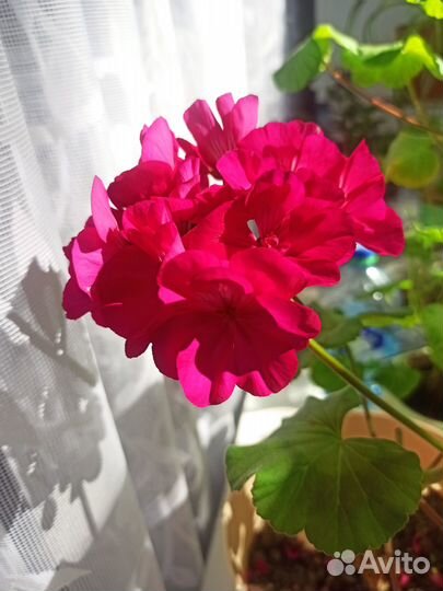 Герань, цвет фуксия