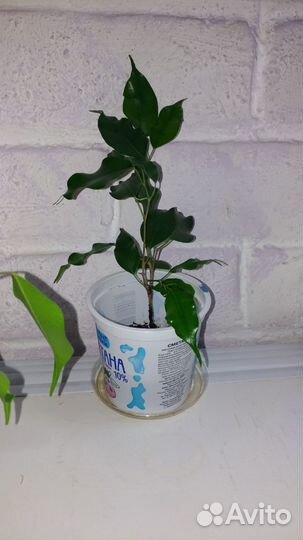 Фикусы Бенджамина,Эластика крупно и среднелистные
