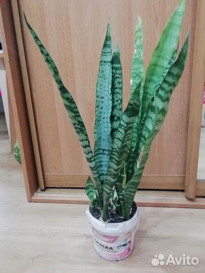 Продам цветок сансевиерию, 