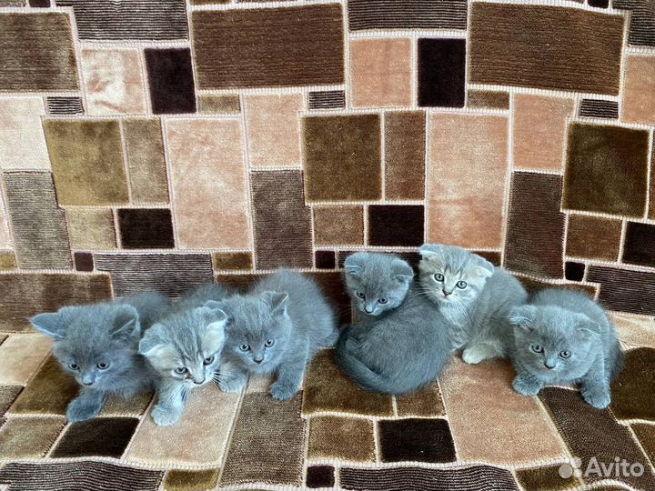 Шотландские котята