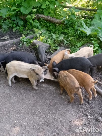 Поросята