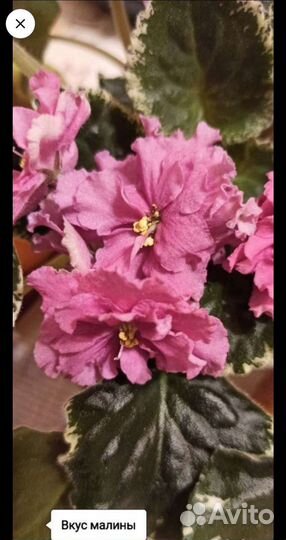 Сортовые фиалки