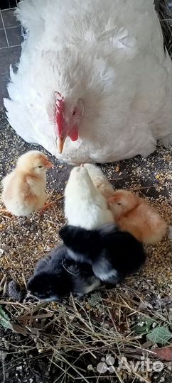 Квочка с цыплятами