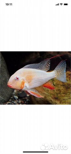 Аквариумные рыбки