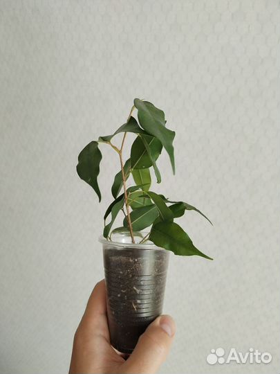 Фикус Бенджамина