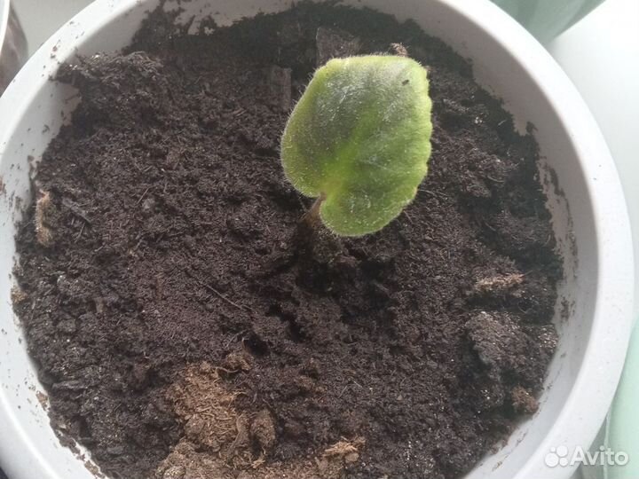 Фиалка комнатная