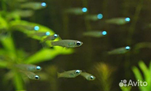 Креветки, аквариумные растения, рыбки