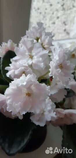 Фиалка Нежное прикосновение