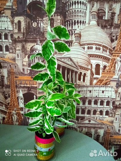 Комнатные растения цветы много