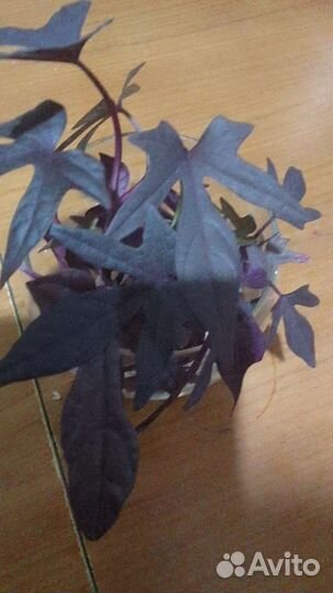 Черенки ипомея батат