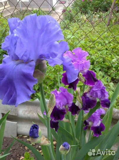 Ирисы