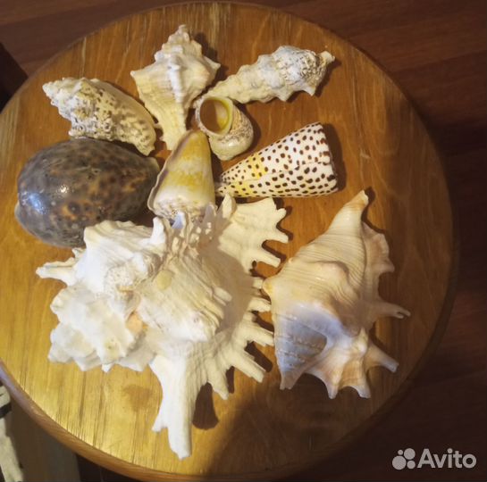 Морские ракушки раковины