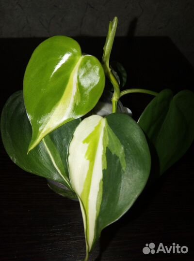 Комнатные сциндапсус, эпипремнум