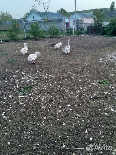 Гусь халмагор