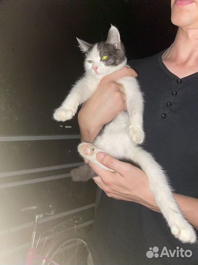 Котенок в добрые руки