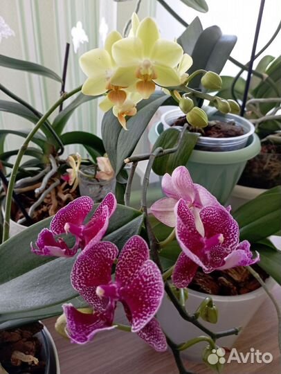Орхидея фаленопсис