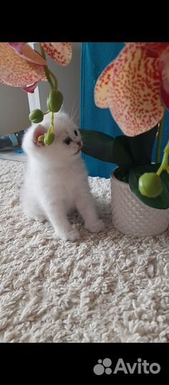 Шотландские котята серебристая шиншилла