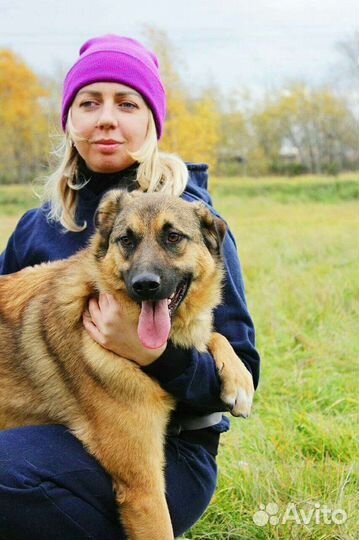 Собаки из приюта в добрые руки