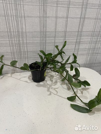 Традесканция