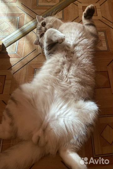 Шотландец прямоухий