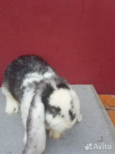 Кролики породы французский баран