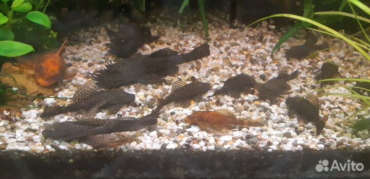 Сомики анциструсы