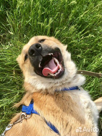 Собаки бесплатно