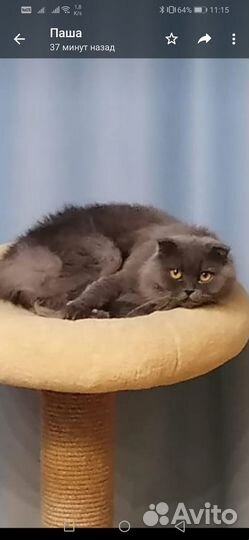 Отдам бесплатно кошку (британская вислоухая)