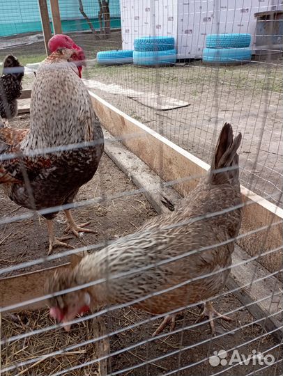 Инкубационное яйцо, цыплята