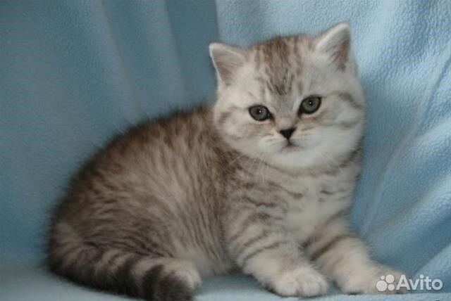 Серебристая, пятнистая, вискас кошечка