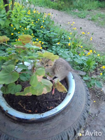 Кошка в дар бесплатно