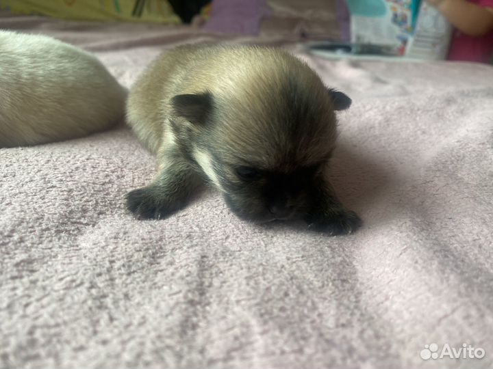 Щенки шпица мини