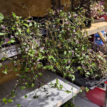 Комнатные растения цветы