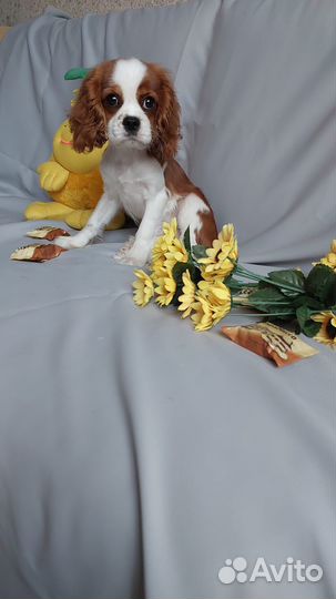 Щенок кавалер