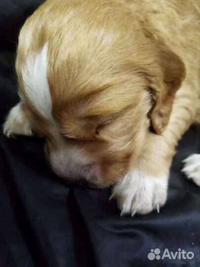 Кокер спаниель