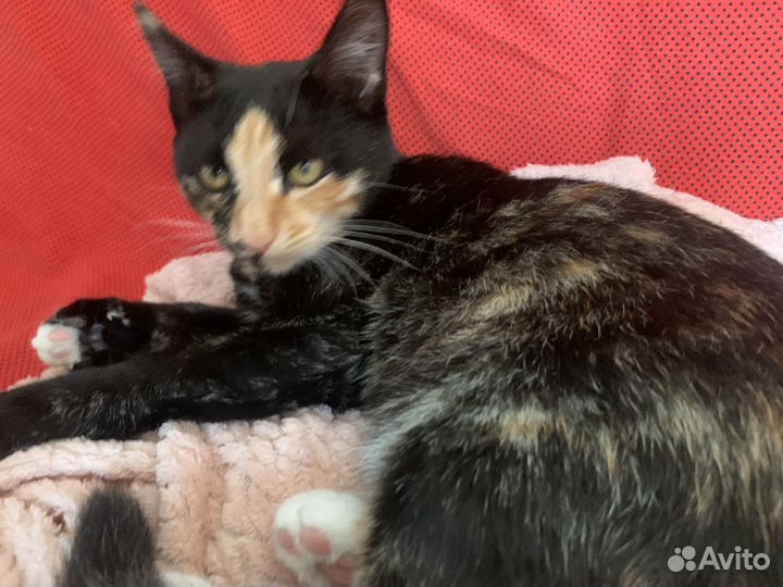 Котенок 3,5 месяца