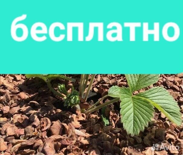 Бесплатно Удобрение шелуха с 6:00 до поздна вечера