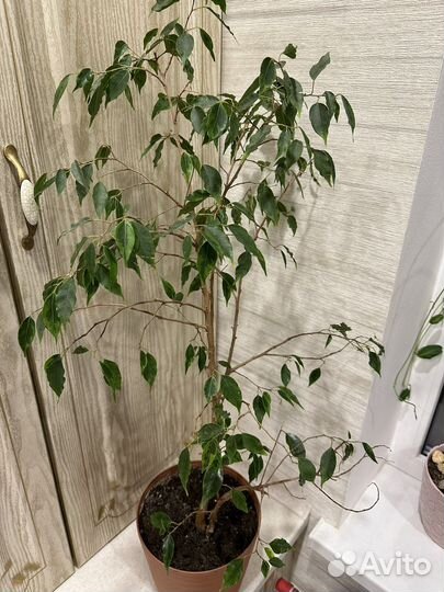 Фикус бенджамина