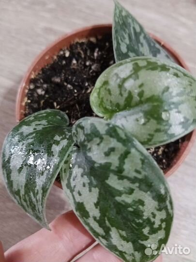 Суиндапсусы