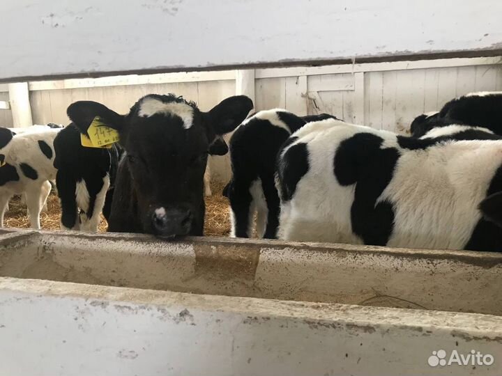 Телята бычки холмогоры и голштины