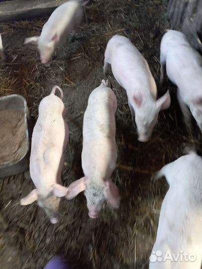 Поросята месячные ландрас-дюрок