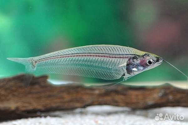 Сом Стекляный,Отоцинклюс,Водорослиеды,Лисички SAE