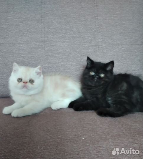 Два кота