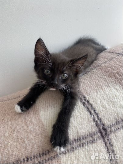 Котята в любящие руки 1,5 месяца