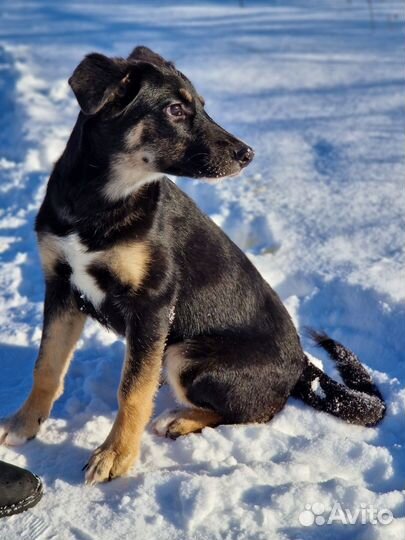 Собака в добрые руки